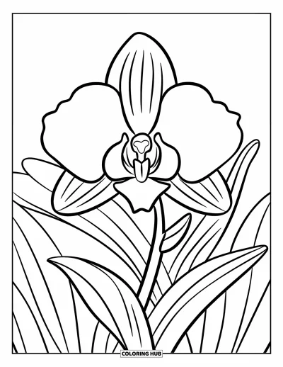 Desenho de orquídea para colorir para crianças: Grande flor de orquídea com pétalas grossas e caule marcante no centro da página