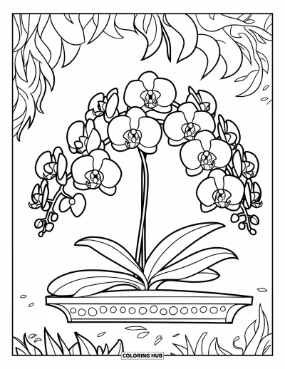 Desenho de orquídea para colorir para crianças: Orquídea vigorosa com flores em prateleira de jardim sobre superfície texturizada
