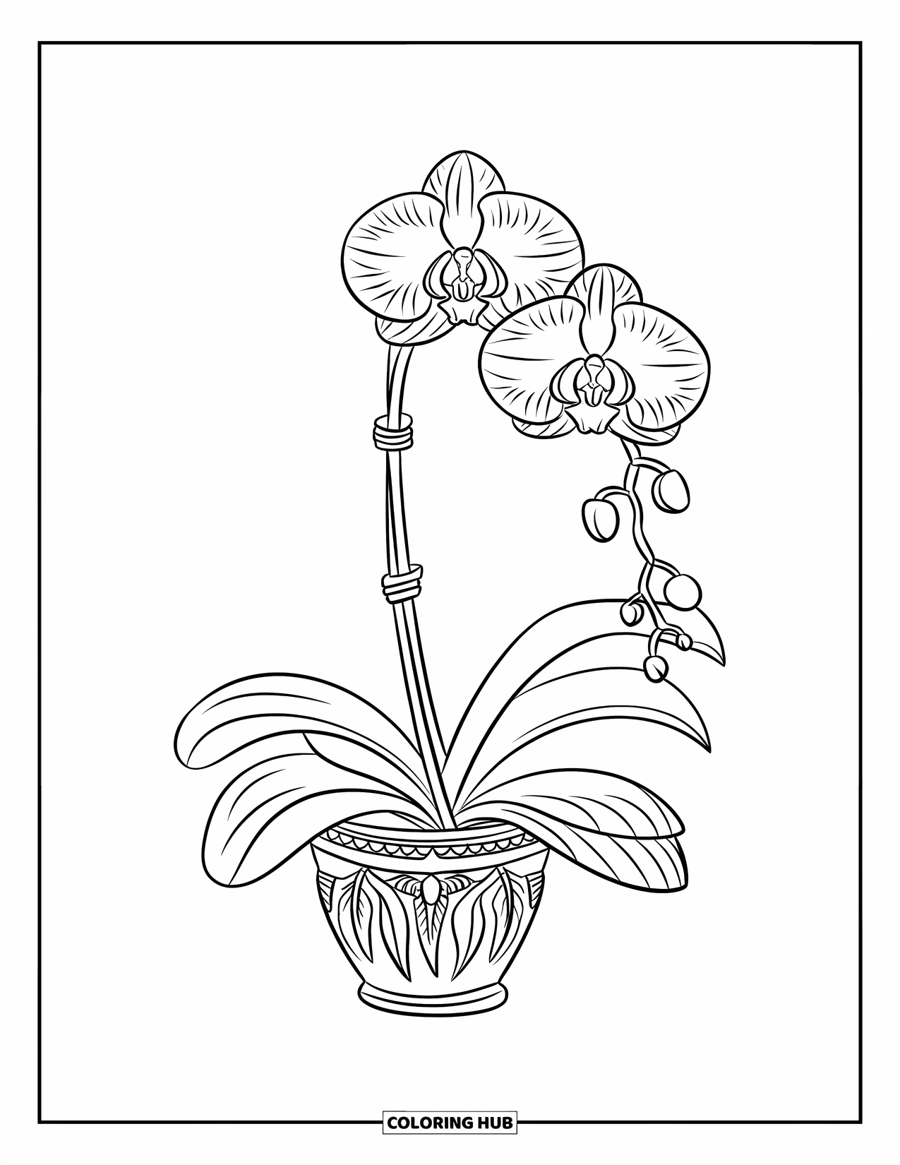 Orchid Coloring Page for Kids: Elegant orchid with hanging vines rests in a decorated pot against white space