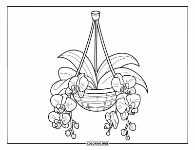 Desenho de orquídea para colorir para crianças: Cesto suspenso com dois cipós de orquídea e três conjuntos de flores em exposição