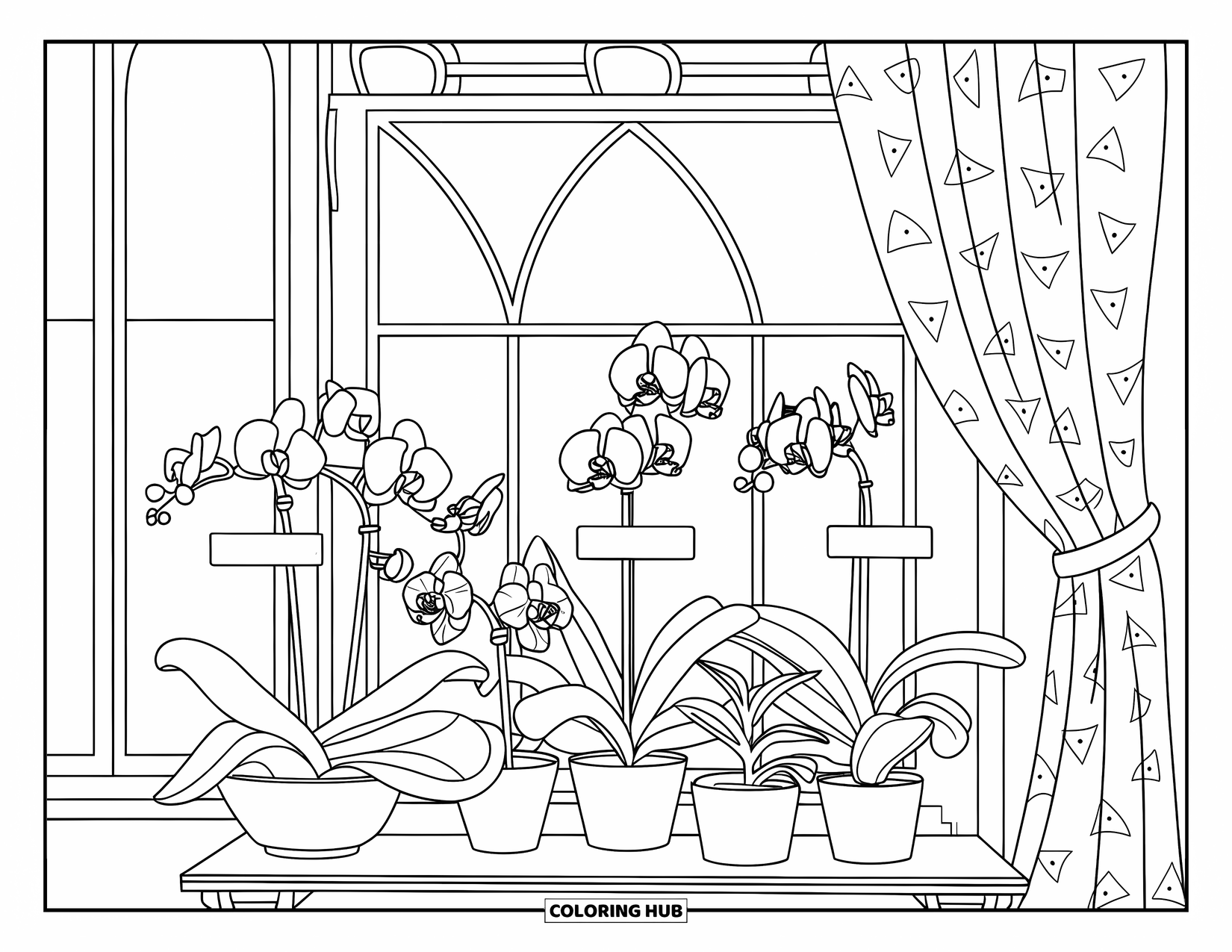 Orchid Coloring Page for Kids: Labeled orchids rest on a shelf beside a window with a patterned curtain