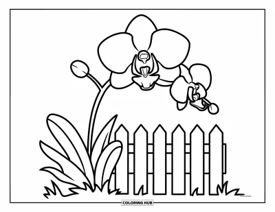 Desenho de orquídea para colorir para crianças: Orquídea cresce ao lado de uma cerca baixa com linhas grossas e fáceis de colorir