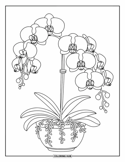 Desenho de orquídea para colorir para crianças: Orquídea com cipós em vaso contra parede branca e limpa