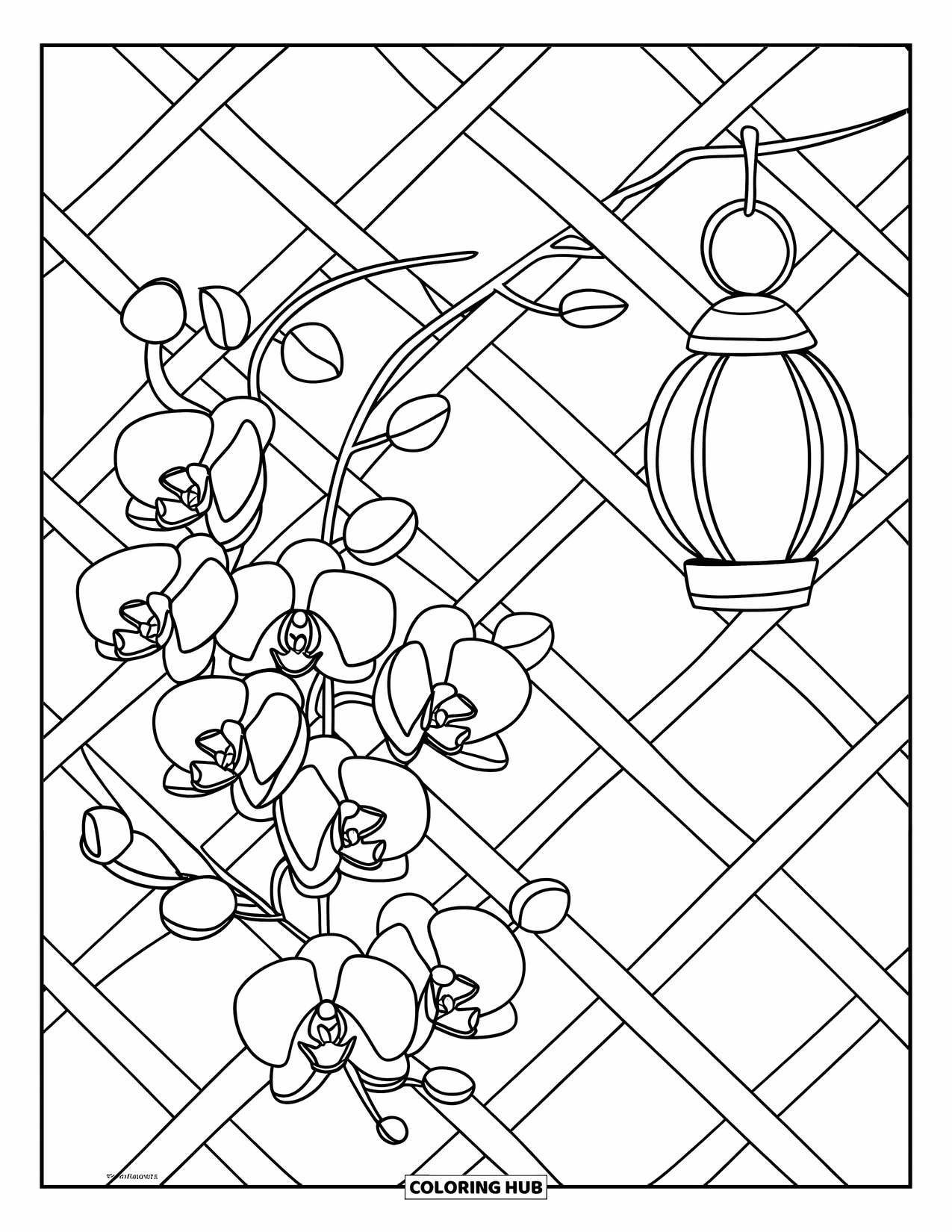 Orchid Coloring Page for Kids: Orchid vine climbs a lattice beside a hanging lantern