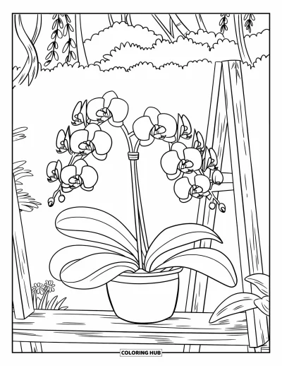 Desenho de orquídea para colorir para crianças: Orquídea com folhas grandes em uma prateleira rústica com pequenas decorações ao redor