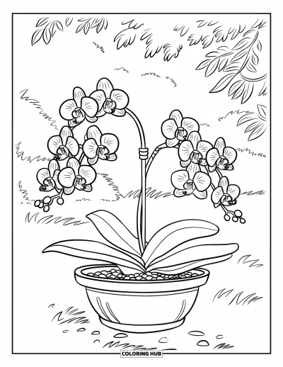 Desenho de orquídea para colorir para crianças: Orquídea com muitas flores em uma prateleira de jardim perto de pedras e plantas