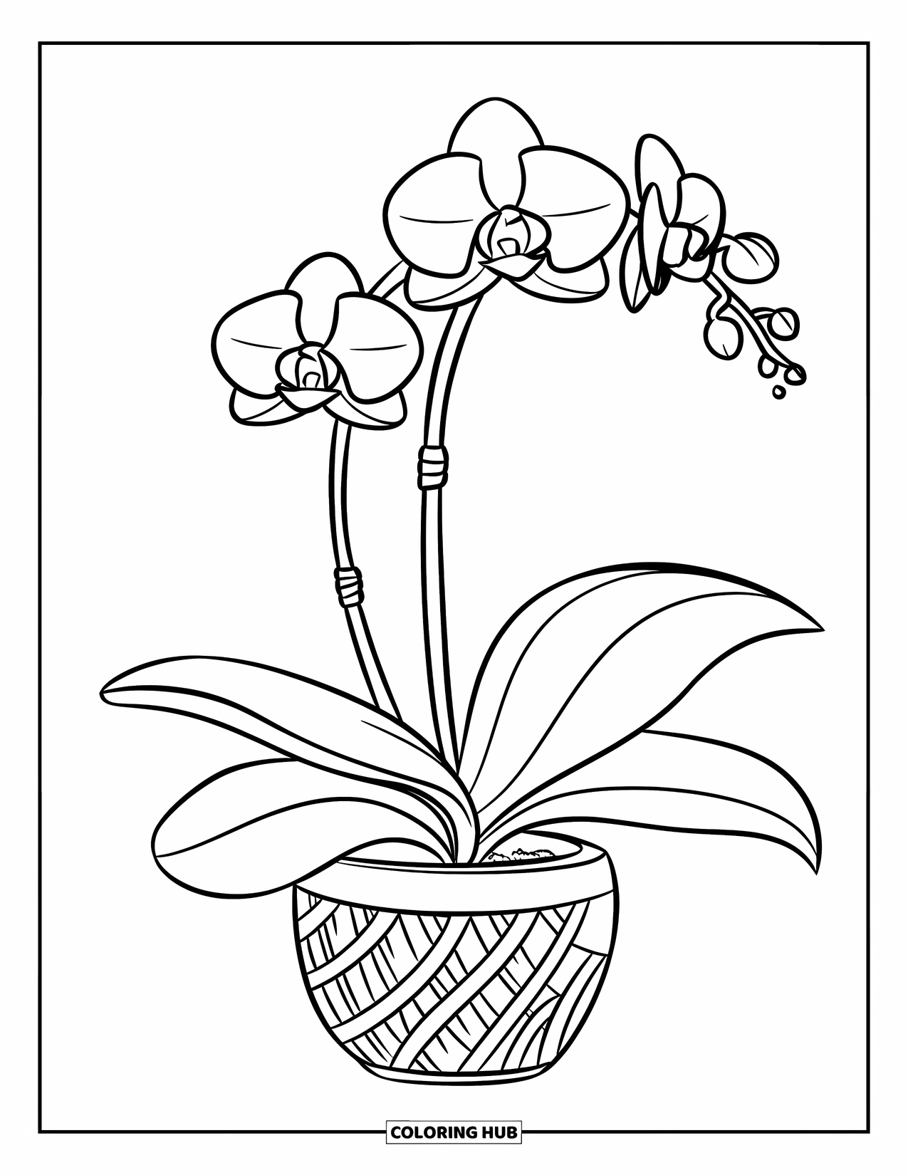 Orchid Coloring Page for Kids: Orchid with one bloom and big leaves sits in a pot with a woven pattern