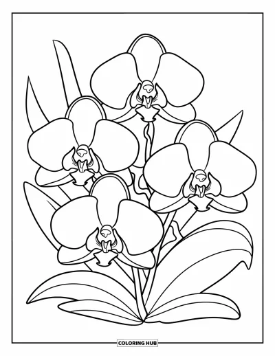 Desenho de orquídea para colorir para crianças: Orquídeas com pétalas largas e folhas formam um círculo em página limpa