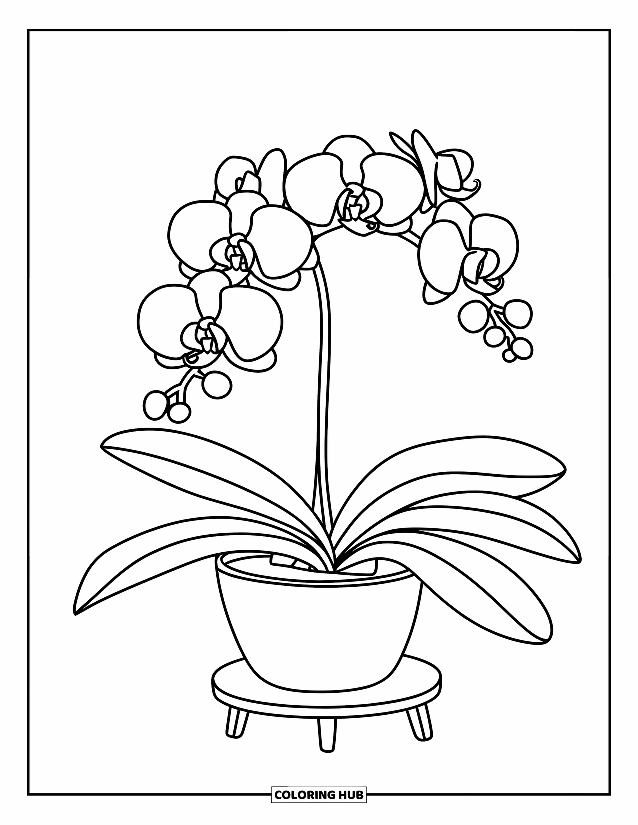Orchid Coloring Page for Kids: Potted orchid with big leaves and one bloom sits on a wooden stand