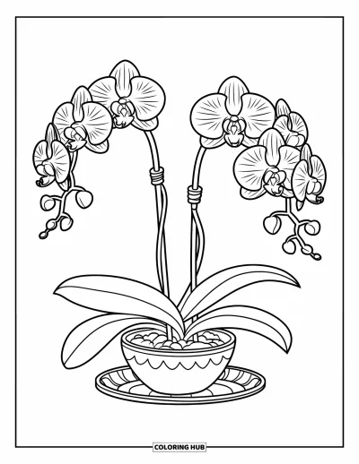 Desenho de orquídea para colorir para crianças: Orquídeas listradas florescem em vaso sobre prato com estampa floral
