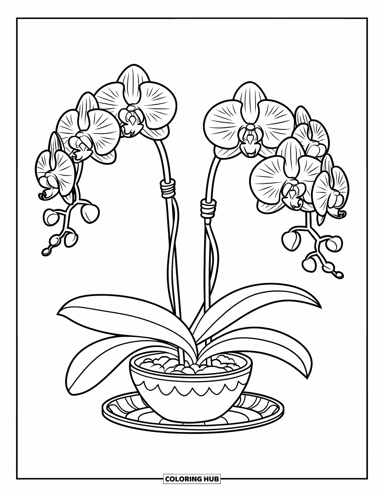 Orchid Coloring Page for Kids: Striped orchids bloom from a pot placed on a floral-patterned plate