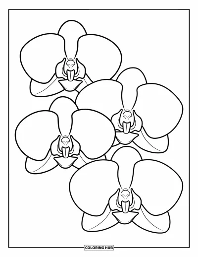 Desenho de orquídea para colorir para crianças: Três flores de orquídea com pétalas largas e formas simples de colorir