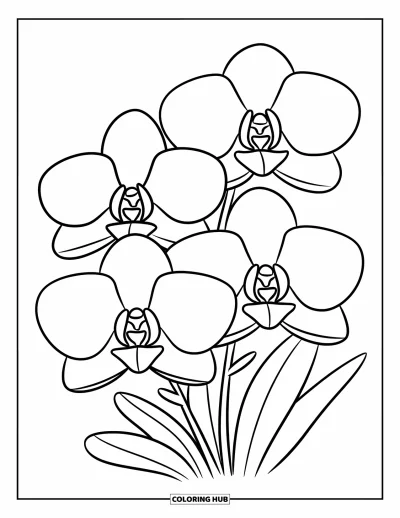 Desenho de orquídea para colorir para crianças: Três flores de orquídea com pétalas largas espaçadas sobre fundo branco