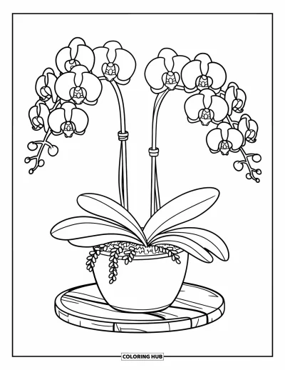 Desenho de orquídea para colorir para crianças: Dois caules de orquídea florescem em vaso com folhinhas ao redor da base