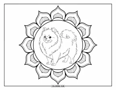 Coloriage de poméranien pour adultes : Un chien duveteux se tient au centre d'un mandala de pétales floraux