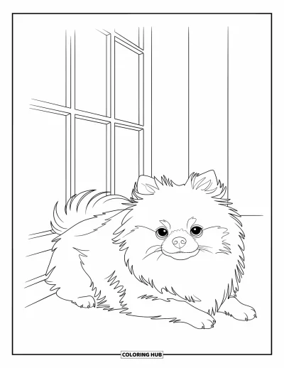 Coloriage de poméranien pour enfants : Un Poméranien paisible est allongé dans un rayon de soleil qui traverse une fenêtre