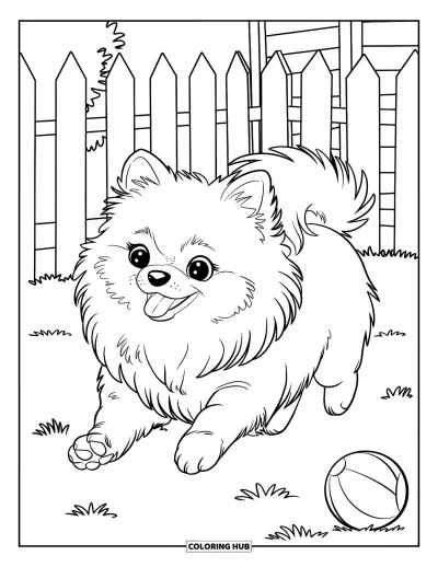 Coloriage de poméranien pour enfants : Un Poméranien duveteux court après une balle dans un jardin herbeux accueillant