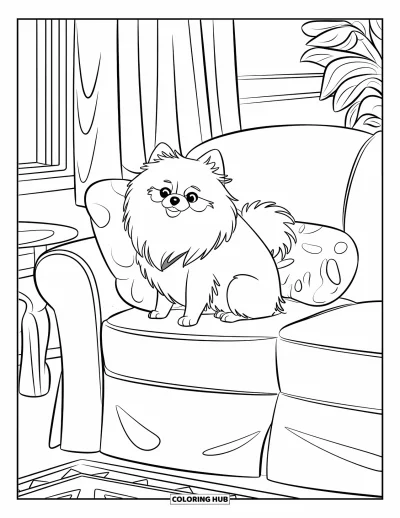 Coloriage de poméranien pour enfants : Un Poméranien se repose sur un canapé à côté d'un coussin moelleux dans une pièce chaleureuse