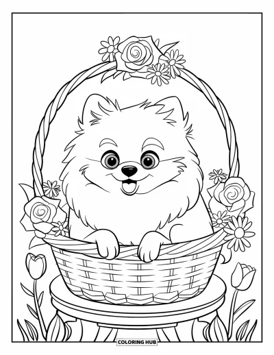 Coloriage de poméranien pour enfants : Un Poméranien est assis dans un panier entouré de jolies fleurs en pleine floraison