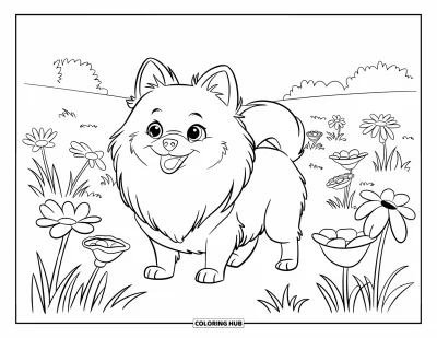 Coloriage de poméranien pour enfants : Un Poméranien se tient dans un champ fleuri avec les oreilles dressées et de grandes fleurs alentour