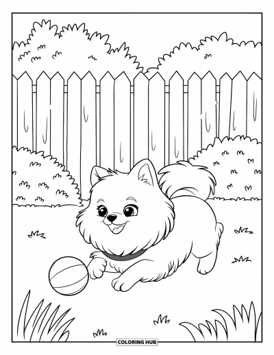 Coloriage de poméranien pour enfants : Un Poméranien avec un collier court après une balle dans un jardin avec des plantes