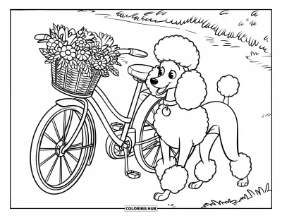 Desen de colorat cu pudeli pentru copii: Un pudel se plimbă lângă o bicicletă vintage cu un coș plin de flori pe o alee de grădină