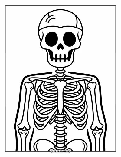 Coloriage de squelette pour enfants : Un squelette vu de face avec des os bien marqués sur fond blanc