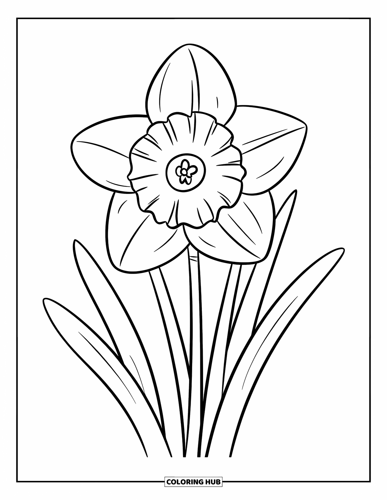 Spring Flowers Coloring Page for Kids: A large daffodil with wide petals and chunky leaves stands tall on white
