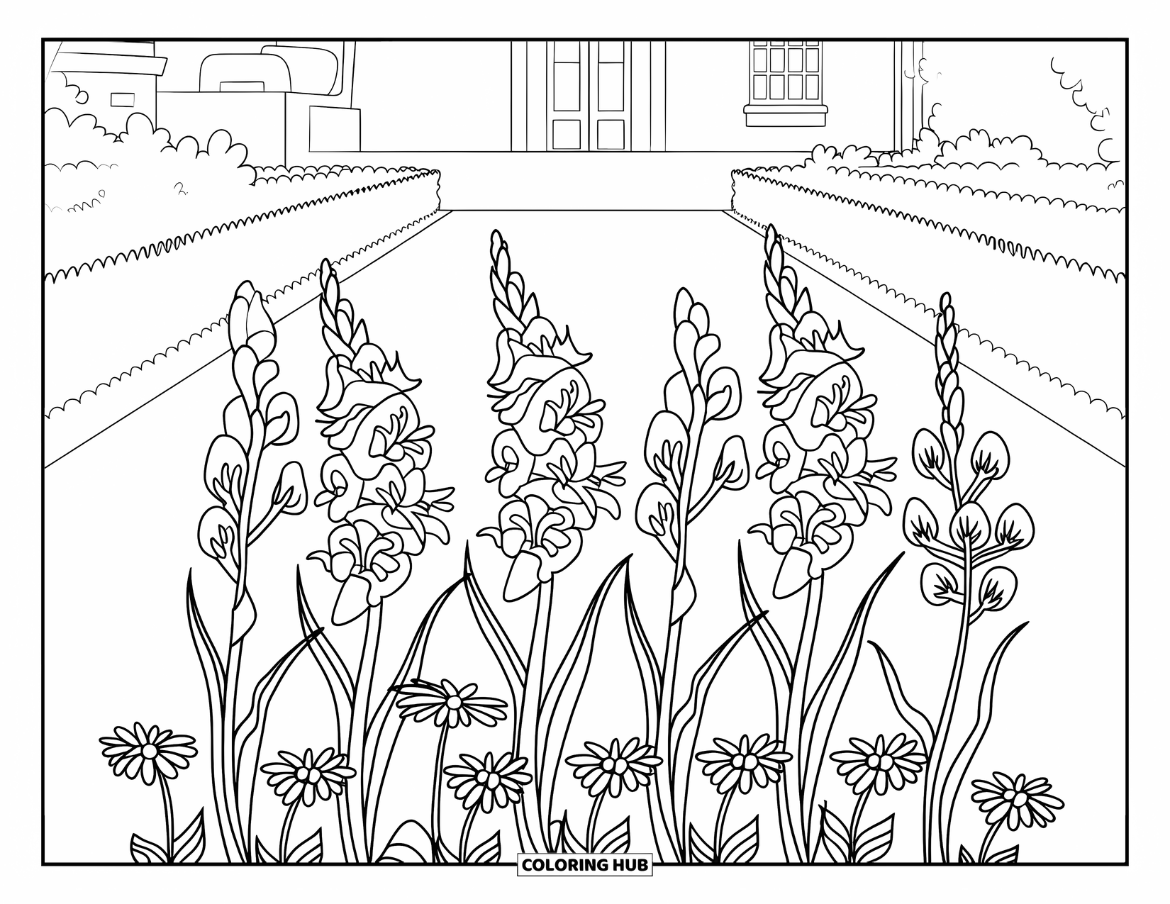 Spring Flowers Coloring Page for Kids: A wide bed of gladiolus and daisies blooms near hedges and a small building