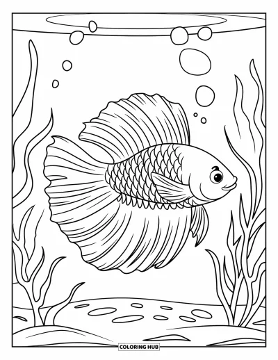 Coloriage de poisson betta pour enfants : Un poisson betta aux nageoires ondulantes nage seul avec des bulles dans un aquarium paisible