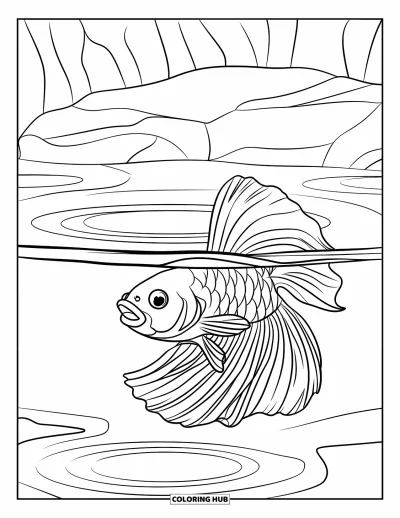 Coloriage de poisson betta pour enfants : Un poisson betta aux nageoires déployées nage dans une eau claire entourée de rochers