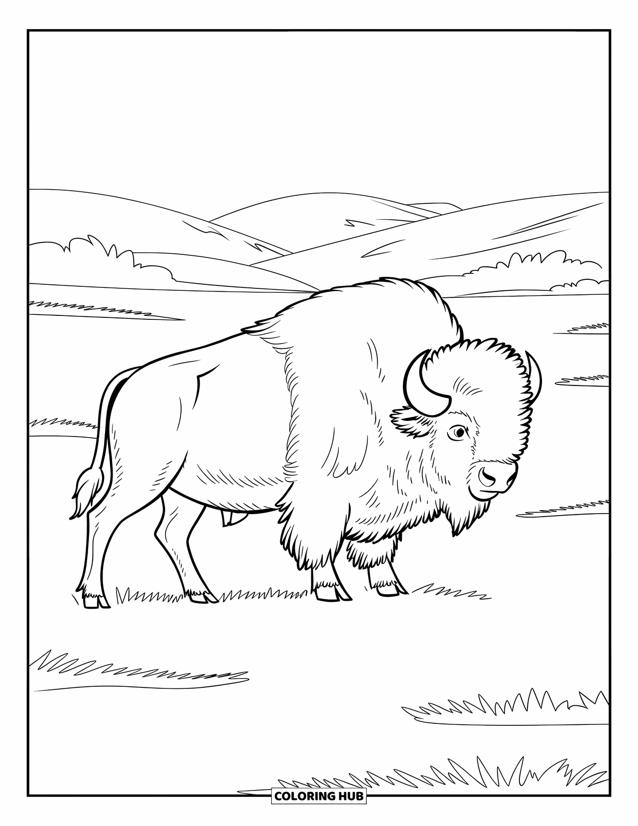 Buffalo Coloring Page for Adults: A thick-furred buffalo stands strong in an open prairie with rolling hills