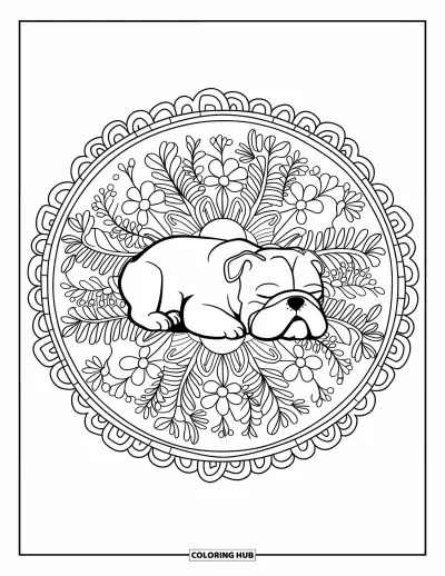 Desen de colorat cu bulldog pentru adulți: Un bulldog moțăie în mijlocul unei mandale circulare cu flori