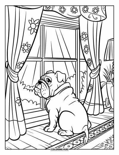 Desen de colorat cu bulldog pentru copii: Un bulldog privește pe fereastra cu perdele lângă un covor și mobilier confortabil