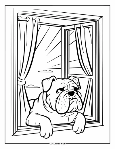Desen de colorat cu bulldog pentru copii: Un bulldog stă liniștit lângă o fereastră cu perdele prin care pătrunde lumina