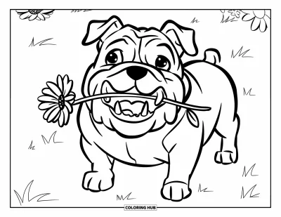 Desen de colorat cu bulldog pentru copii: Un bulldog zâmbitor cu o floare stă pe un câmp verde cu câteva flori