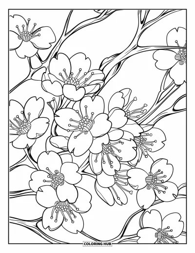 Kirschblüten-Ausmalbild für Erwachsene: Zarte Kirschzweige dicht besetzt mit Blüten und feinen Linien