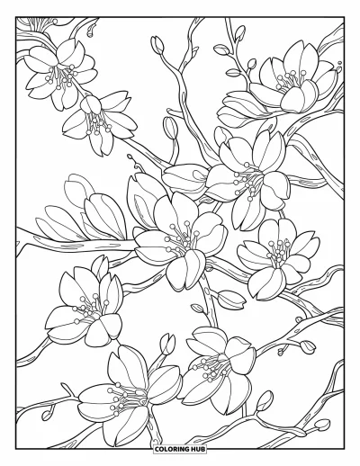 Kirschblüten-Ausmalbild für Erwachsene: Sich windende Kirschzweige mit detaillierten Blütenblättern und Knospen