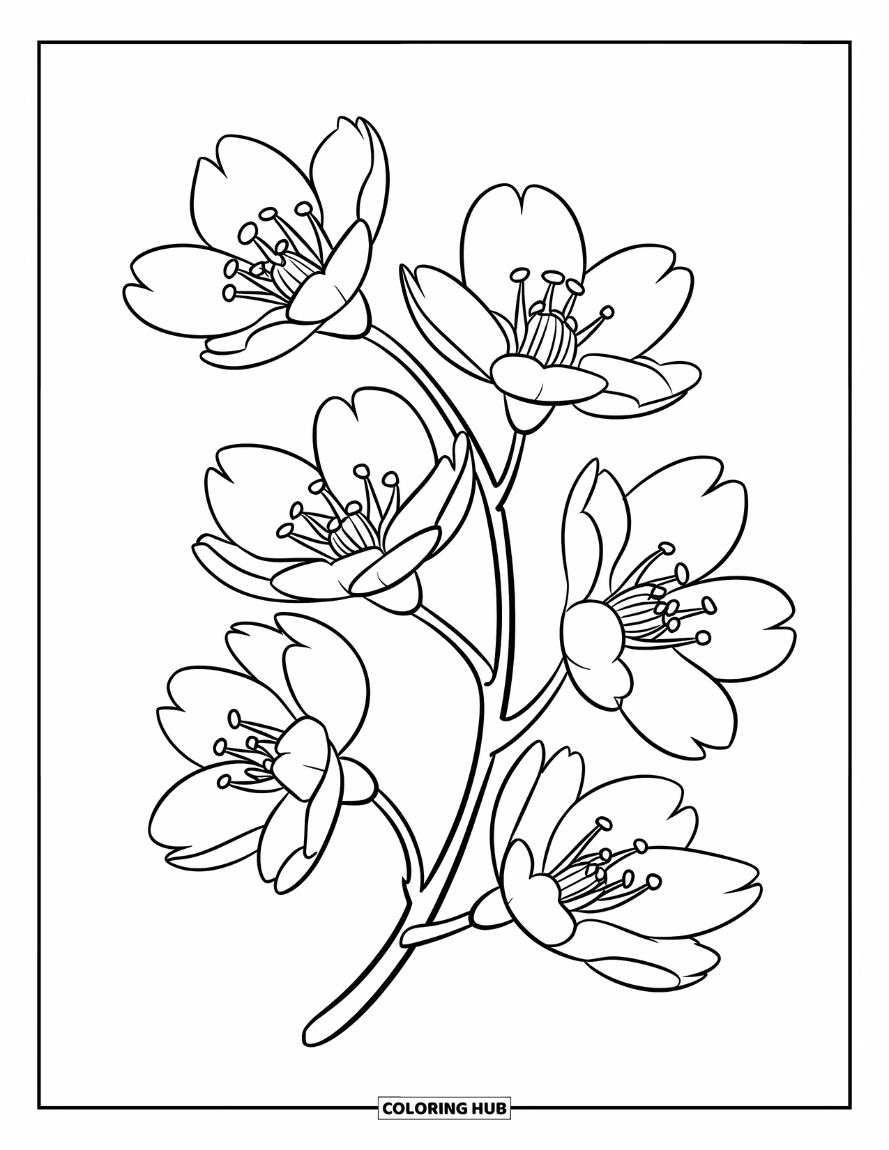 Cherry Blossom Coloring Page for Kids: A curved cherry blossom branch holding five blooming flowers
