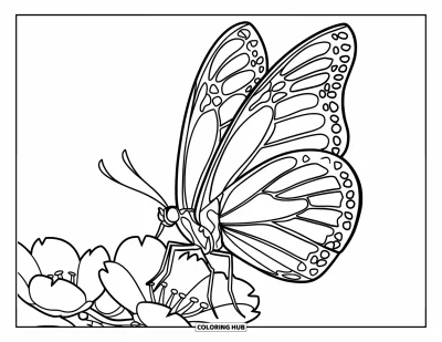 Kirschblüten-Ausmalbild für Kinder: Ein zarter Schmetterling landet auf einer blühenden Kirschblüte