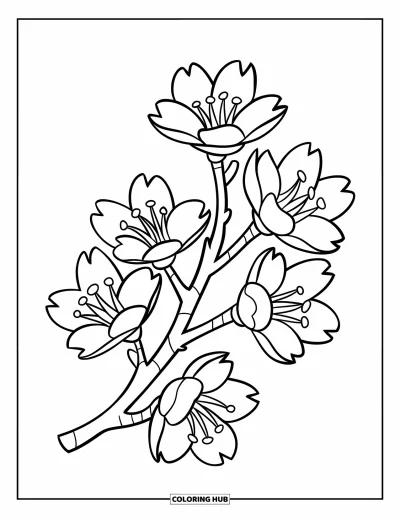 Kirschblüten-Ausmalbild für Kinder: Ein einzelner Kirschzweig mit fünf kräftigen Blüten in einem verspielten Design