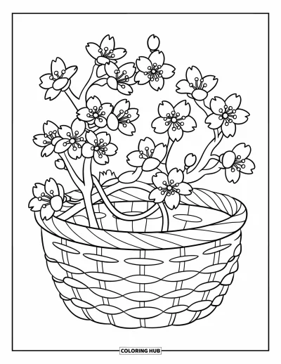 Kirschblüten-Ausmalbild für Kinder: Ein geflochtener Korb voller blühender Kirschblütenzweige