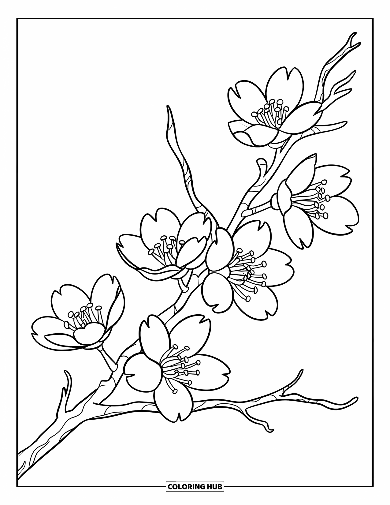 Cherry Blossom Coloring Page for Kids: Five blossoms stretch along a bare cherry branch in a simple layout