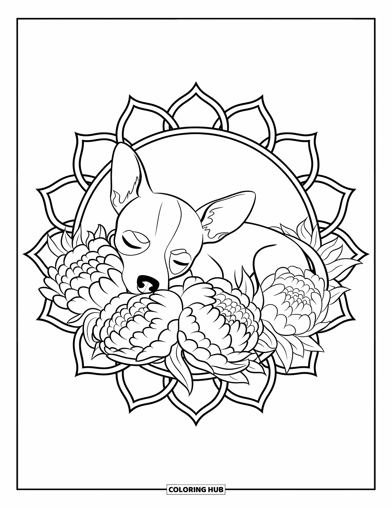 Chihuahua Coloring Page for Adults: Chihuahua lies peacefully in peonies, surrounded by circular mandala designs