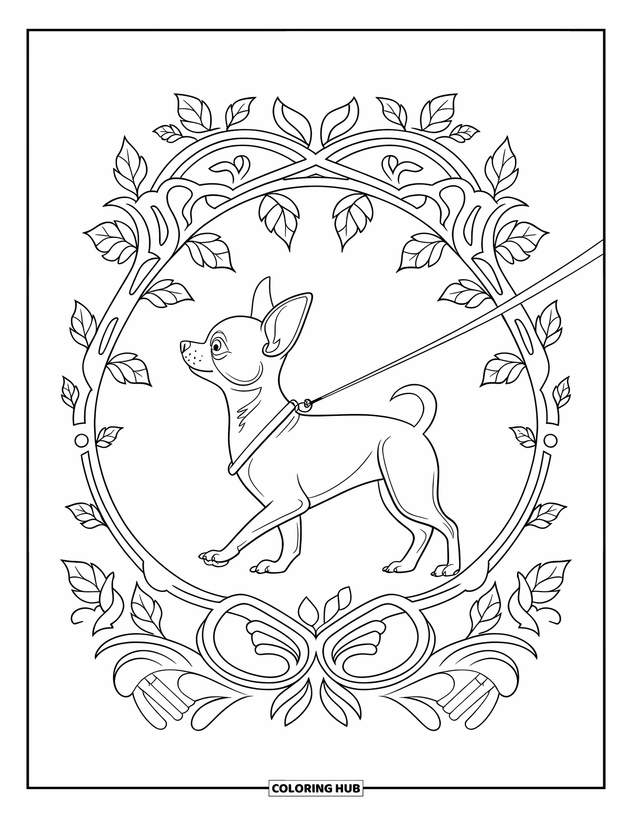 Chihuahua Coloring Page for Adults: Chihuahua on a leash walks beside ornate vines and leaves