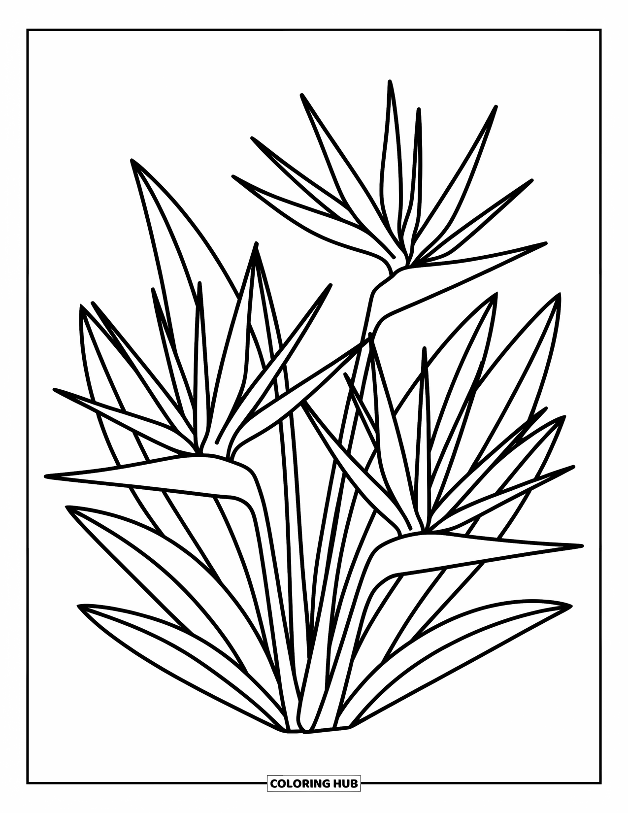 Hawaiian Flower Coloring Page for Adults: Bird of paradise flowers reach up from the page with curvy leaves and cute charm