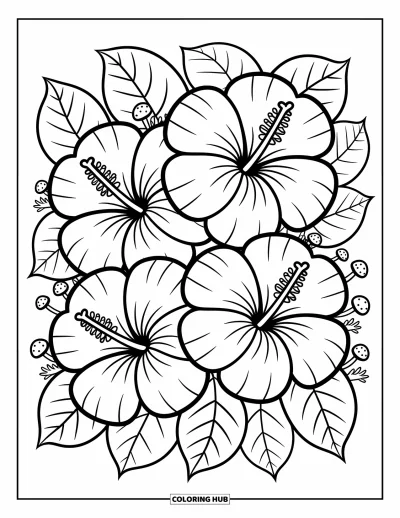 Hawaiianisches Blumen-Ausmalbild für Erwachsene: Drei große Hibiskusblüten überlappen sich sanft in der Mitte mit gemütlichen Blattdetails