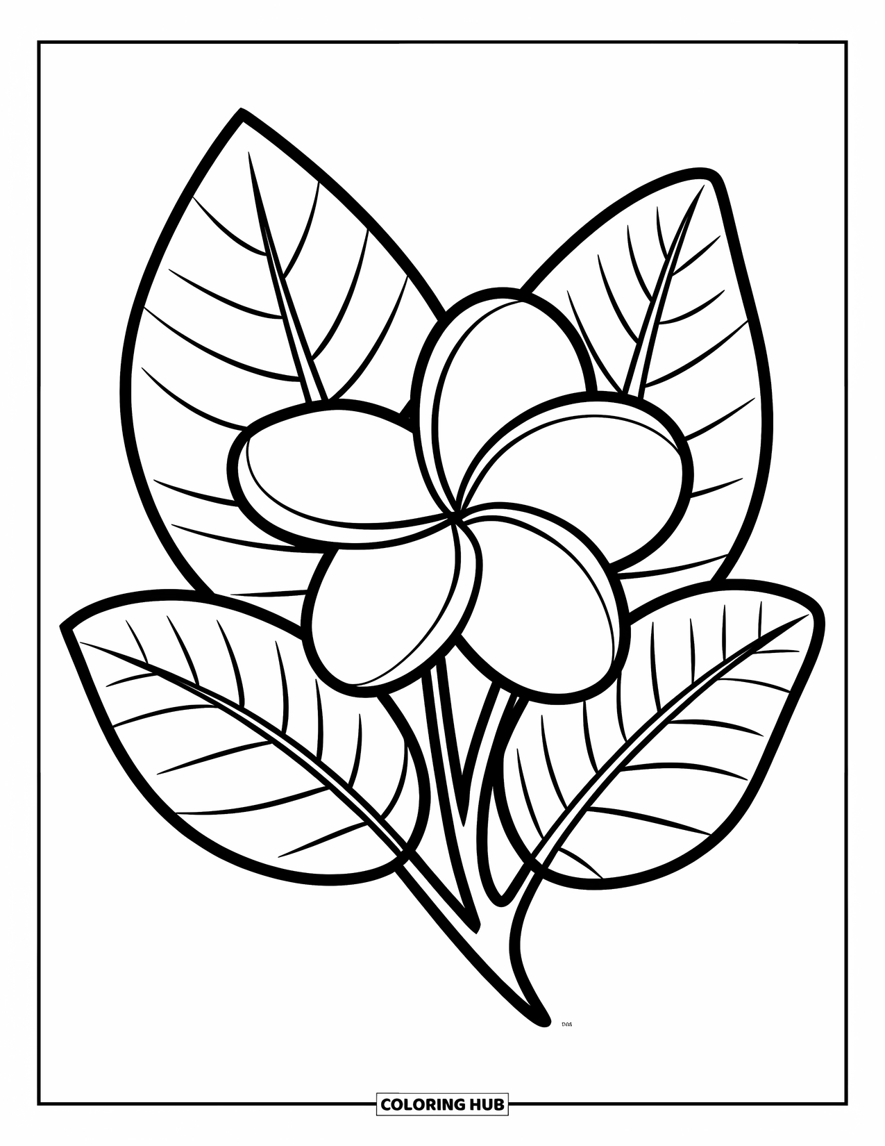 Hawaiian Flower Coloring Page for Kids: Big plumeria flower with clean outlines and two simple leaves