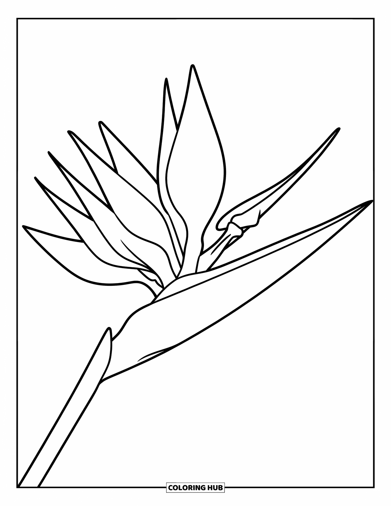 Hawaiian Flower Coloring Page for Kids: Bold bird of paradise flower with a spiral petal pattern