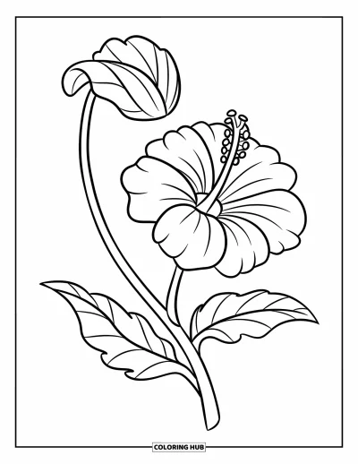 Hawaiianisches Blumen-Ausmalbild für Kinder: Hibiskusblüte und geschwungenes Blatt in einer friedlichen Blütenpose